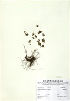 藏品(肉穗野牡丹)的圖片